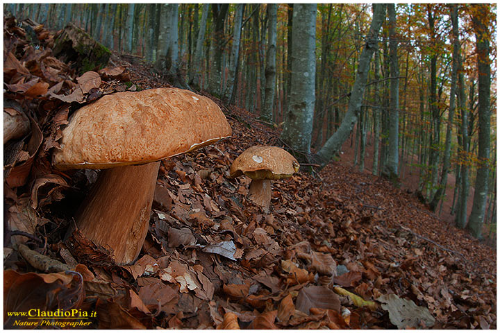 fungo, mushroom, autunm, fungi, boletus edulis, fungus, fmushrooms, macrophotography, val d'aveto, porcino